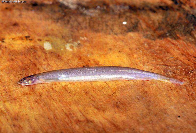 Meski ukurannya kecil, ikan candiru dapat berakibat fatal jika menyelinap masuk ke dalam tubuh manusia. (planetcatfish.com)