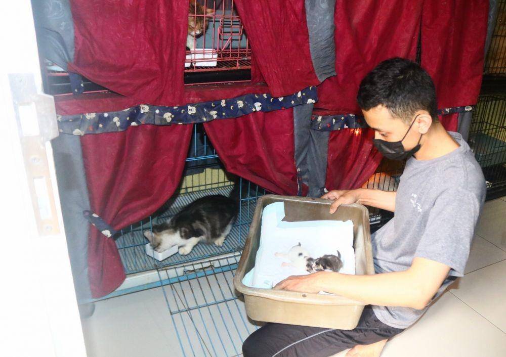 Phie Cat juga menyediakan tempat untuk kucing menyusui. IDN Times/Alfi Ramadana