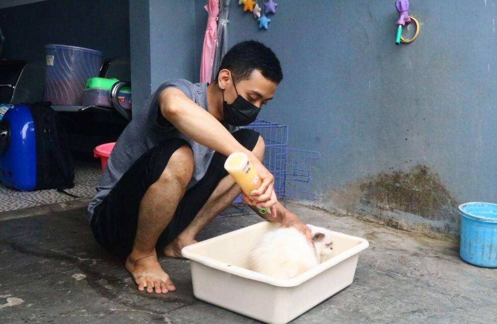 Proses perawatan kucing selama di tempat penitipan. IDN Times/Alfi Ramadana