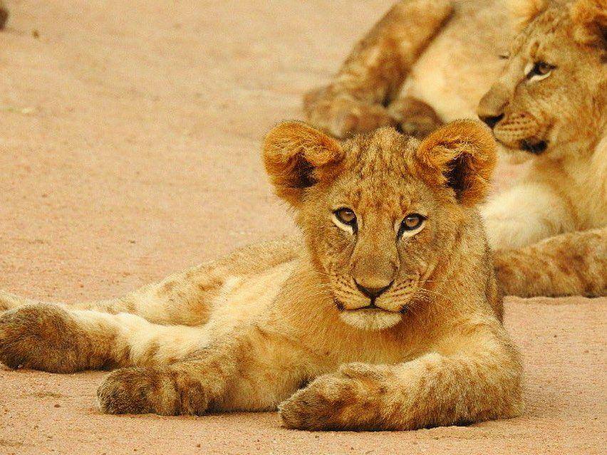 Seekor singa di Afrika Selatan. (instagram.com/_capturingfeels_)