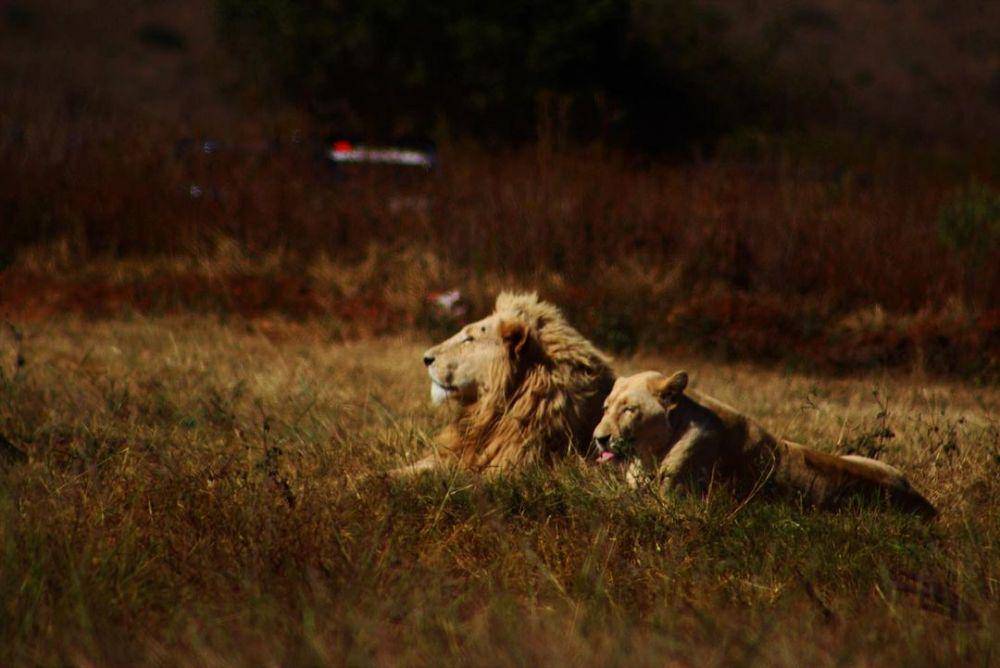 Singa di Afrika Selatan. (instagram.com/jyo_thii)