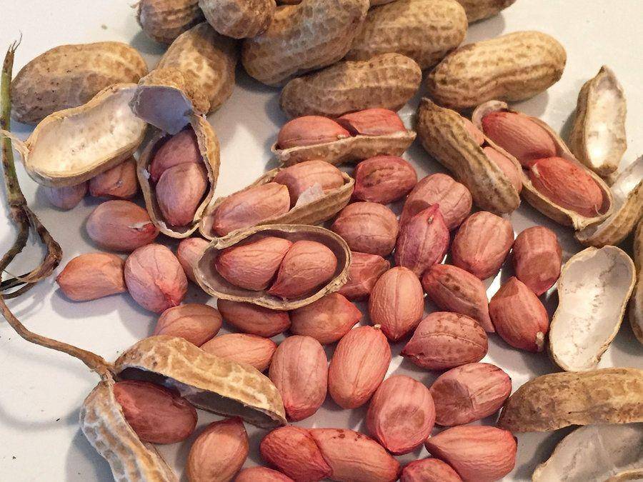 Kacang tanah mentah (bpr.com)
