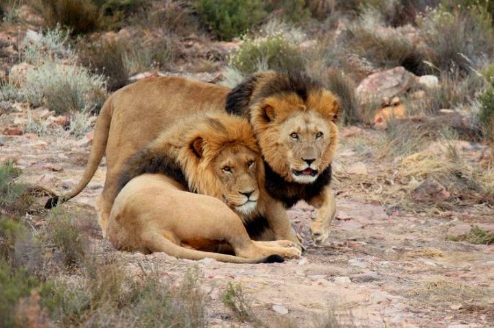Kehidupan singa di taman satwa liar di Afrika Selatan. (Pixabay/alkemade/TM/ANTARA News)