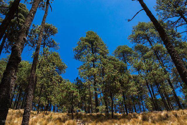 Taman Nasional Iztaccíhuatl - Popocatépetl di Meksiko. (instagram.com/alberto_santoy)