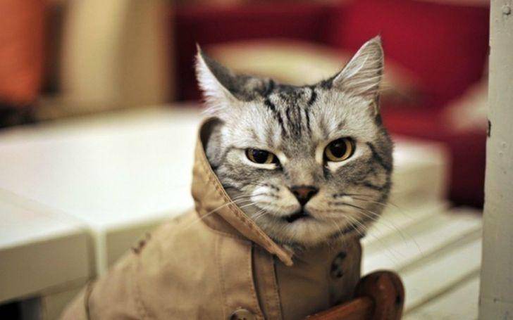 Kucing berkelakuan absurd (brightside.me)