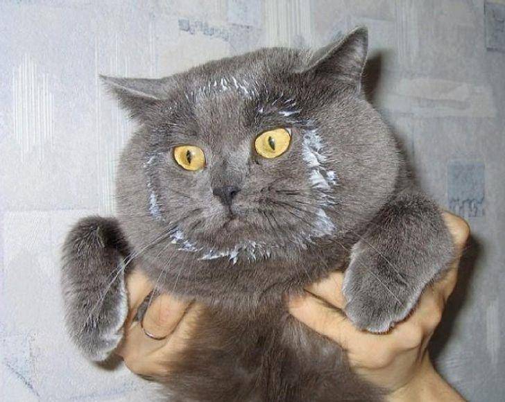 Kucing berkelakuan absurd (brightside.me)