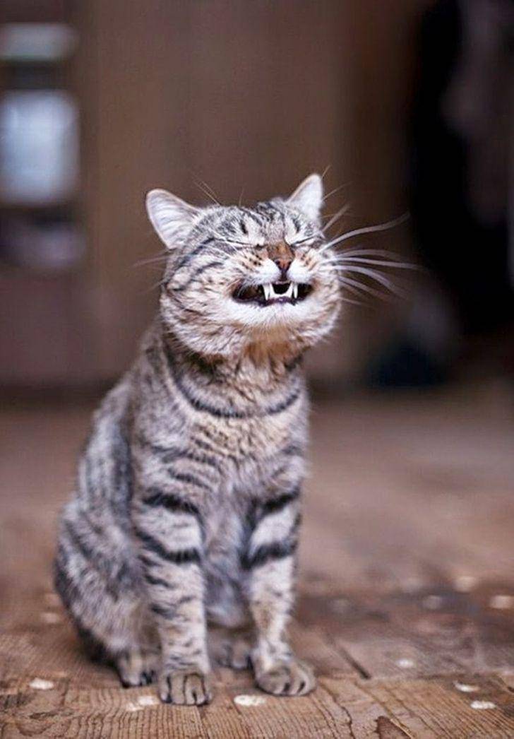 Kucing berkelakuan absurd (brightside.me)