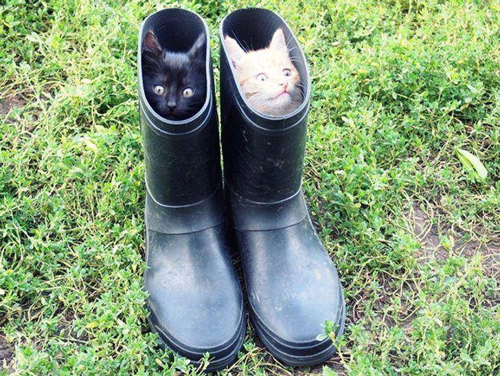 Kucing berkelakuan absurd (brightside.me)
