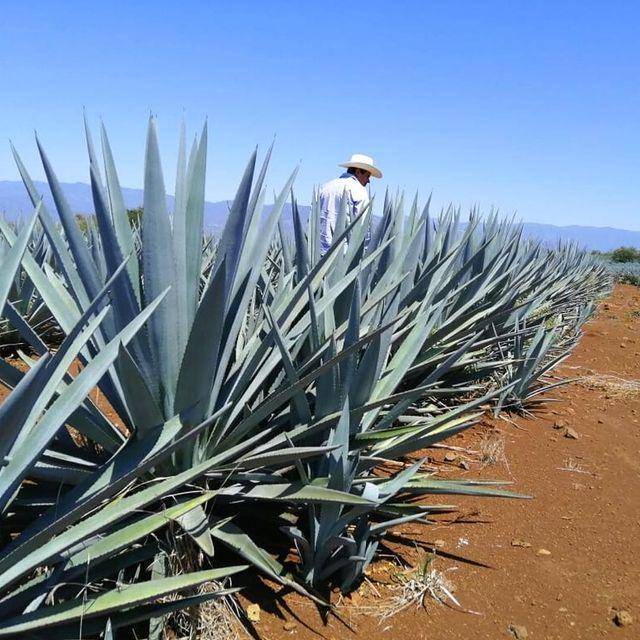 Ladang pertanian agave di Meksiko. (instagram.com/distribucionesimex)