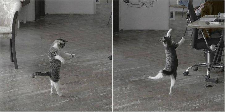 Kucing berkelakuan absurd (brightside.me)
