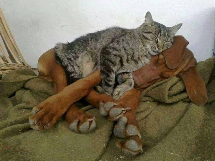Kucing berkelakuan absurd (brightside.me)