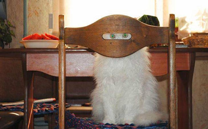Kucing berkelakuan absurd (brightside.me)