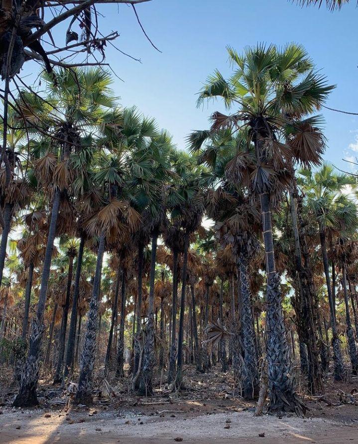 Mengenal Lontar, Flora Identitas Sulawesi Selatan