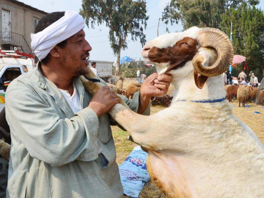 Ilustrasi iduladha di Mesir (egyptindependent.com)