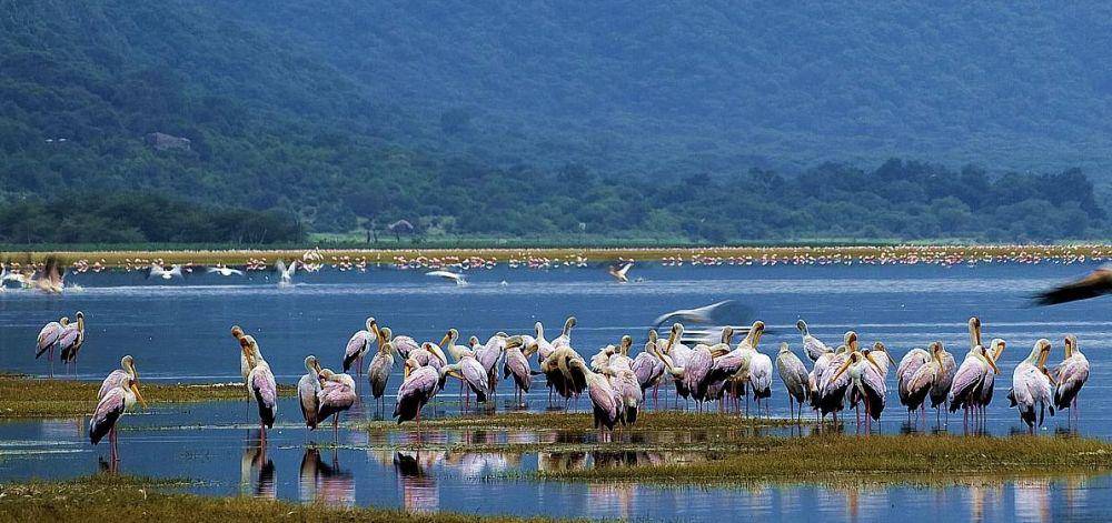 Flamingo di Danau Manyara (pureafricanphotographicsafaris.com)