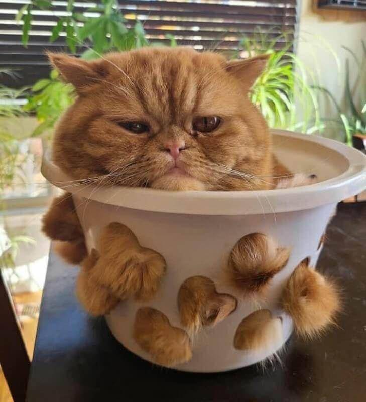 Kucing Berada di Tempat Sempit (twitter.com/catsplacess)