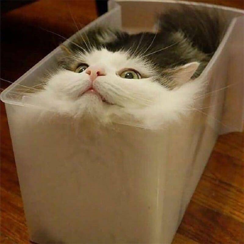 Kucing Berada di Tempat Sempit (twitter.com/catsplacess)