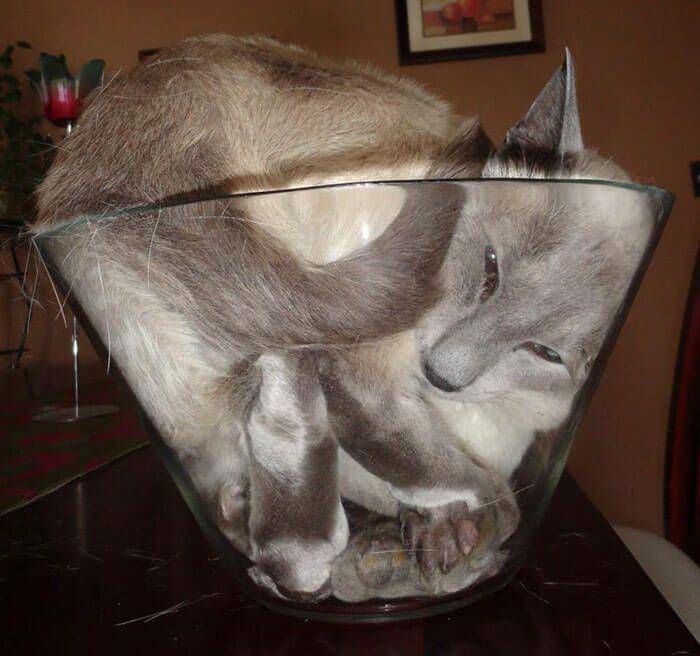 Kucing Berada di Tempat Sempit (boredpanda.com)