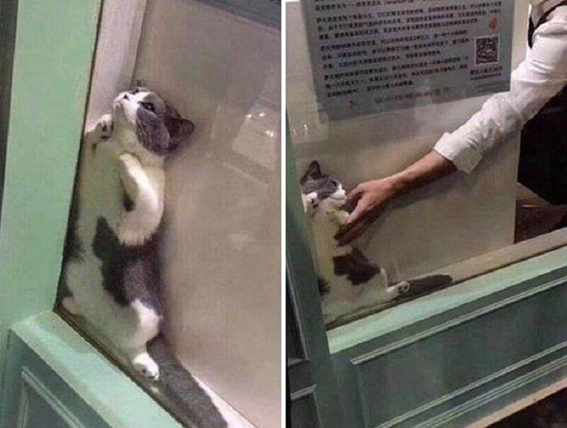 Kucing Berada di Tempat Sempit (twitter.com/catsplacess)