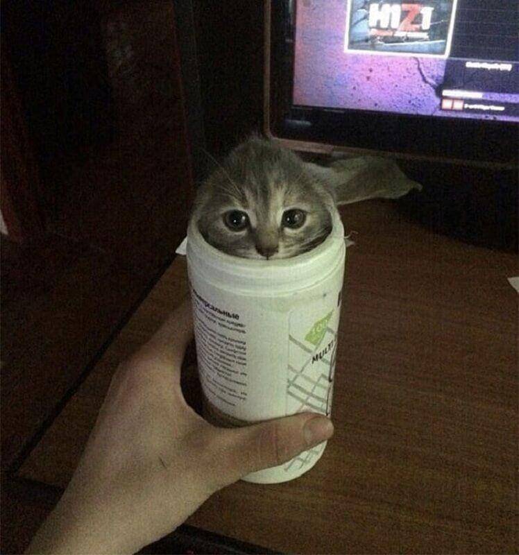 Kucing Berada di Tempat Sempit (twitter.com/catsplacess)