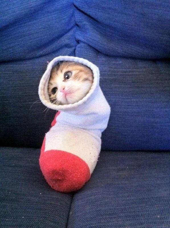 Kucing Berada di Tempat Sempit (boredpanda.com)
