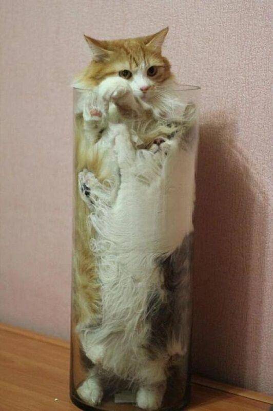 Kucing Berada di Tempat Sempit (imgur.com/camilagnvs)