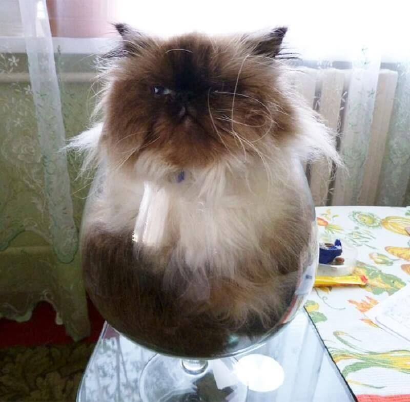 Kucing Berada di Tempat Sempit (boredpanda.com)