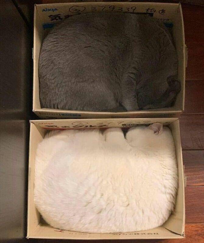 Kucing Berada di Tempat Sempit (twitter.com/catsplacess)