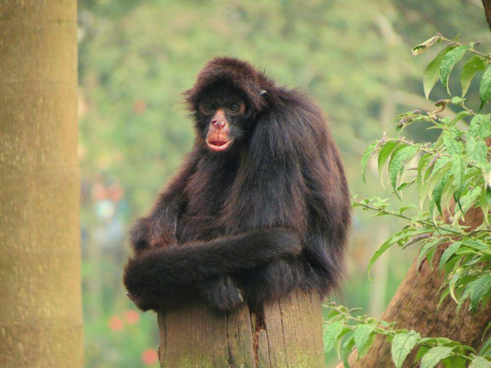 Monyet laba-laba peru termasuk mamalia primata langka. (commons.wikimedia.org/Miguelrangeljr)