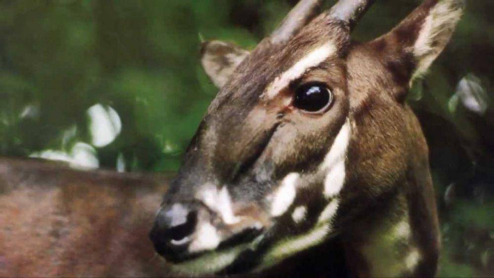 Spesies saola termasuk hewan yang sangat langka. (panda.org)