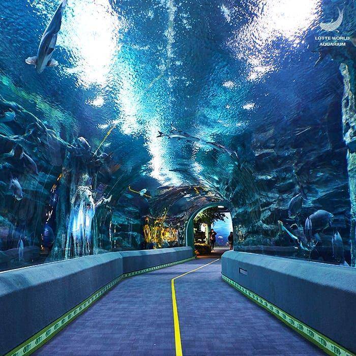 Lotte World Aquarium (nstagram.com/lotteworld_aquarium)