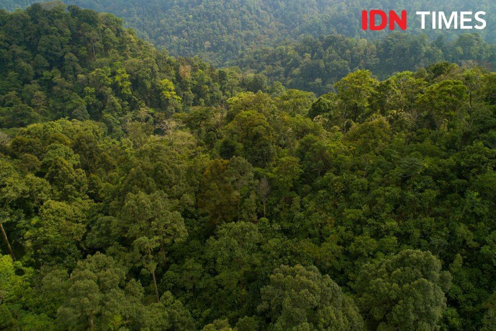 Sejarah Hari Hutan Sedunia Setiap 21 Maret, Ini Maknanya!