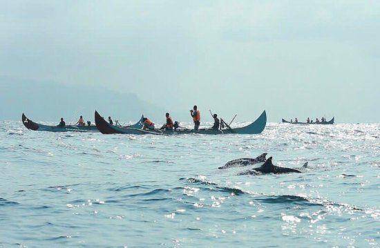 Menyaksikan kawanan lumba-lumba di Teluk Kiluan (tripadvisor.com/Andhika Zulkarnaen)