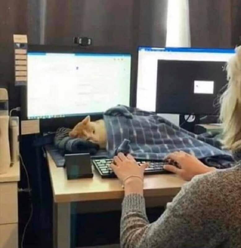 Kucing di momen kurang tepat (twitter.com/catsplacess)