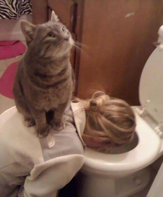 Kucing di momen kurang tepat (twitter.com/catsplacess)