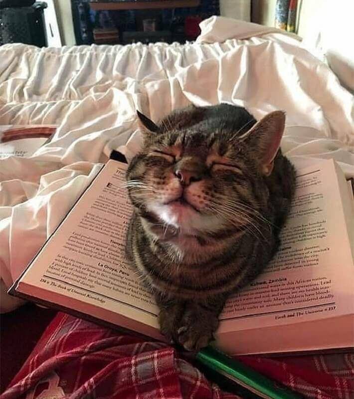 Kucing di momen kurang tepat (twitter.com/catsplacess)