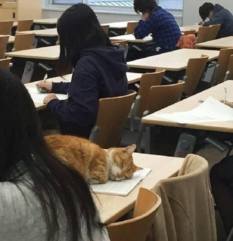 Kucing di momen kurang tepat (twitter.com/catsplacess)