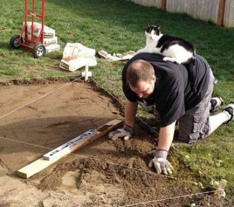 Kucing di momen kurang tepat (tailandfur.com)