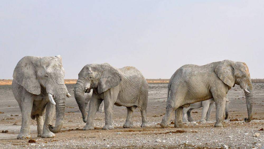 ilustrasi gajah (pexels.com/Pixabay)