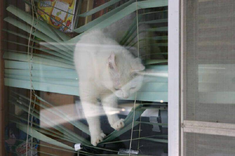 Kucing di momen kurang tepat (twitter.com/catsplacess)