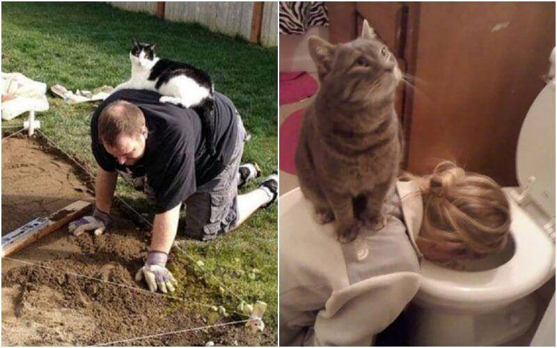 Kucing di momen kurang tepat (twitter.com/catsplacess / tailandfur.com)