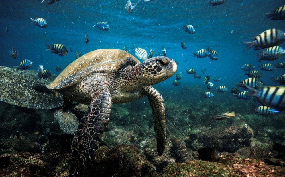 Air dan kehidupan di dalamnya. (earth.com)