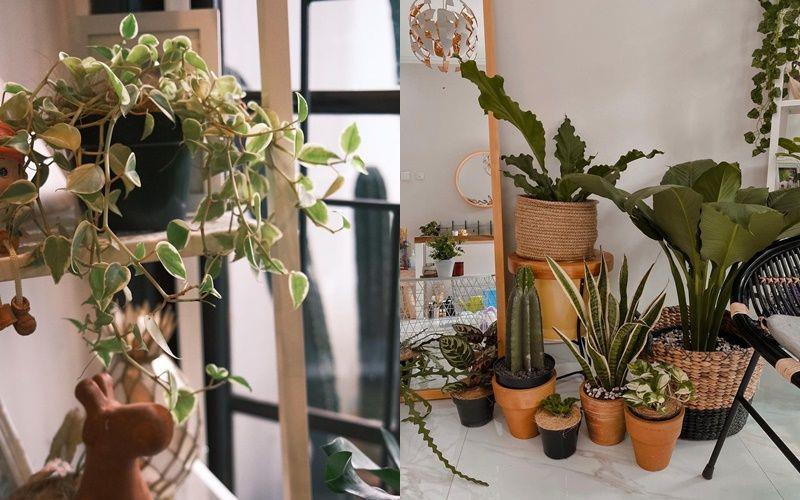 10 Koleksi Tanaman Hias ala Dorippu untuk Dekorasi Indoor dan Outdoor