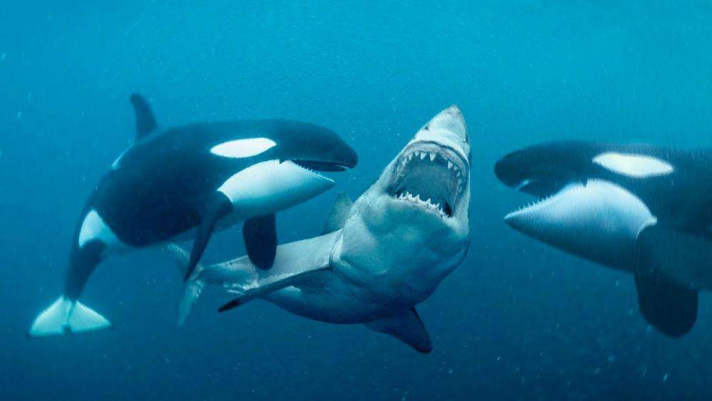 Orca bisa membunuh apa saja di lautan. (wildversus.com)