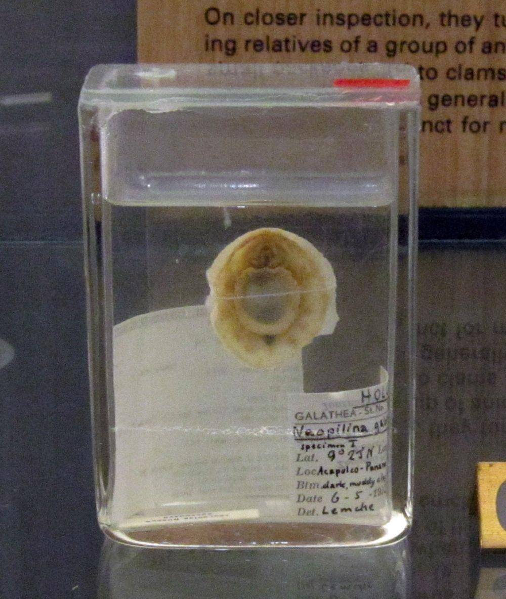 holotipe Neopilina galatheae, salah satu anggota Monoplacophora (wikimedia.org)