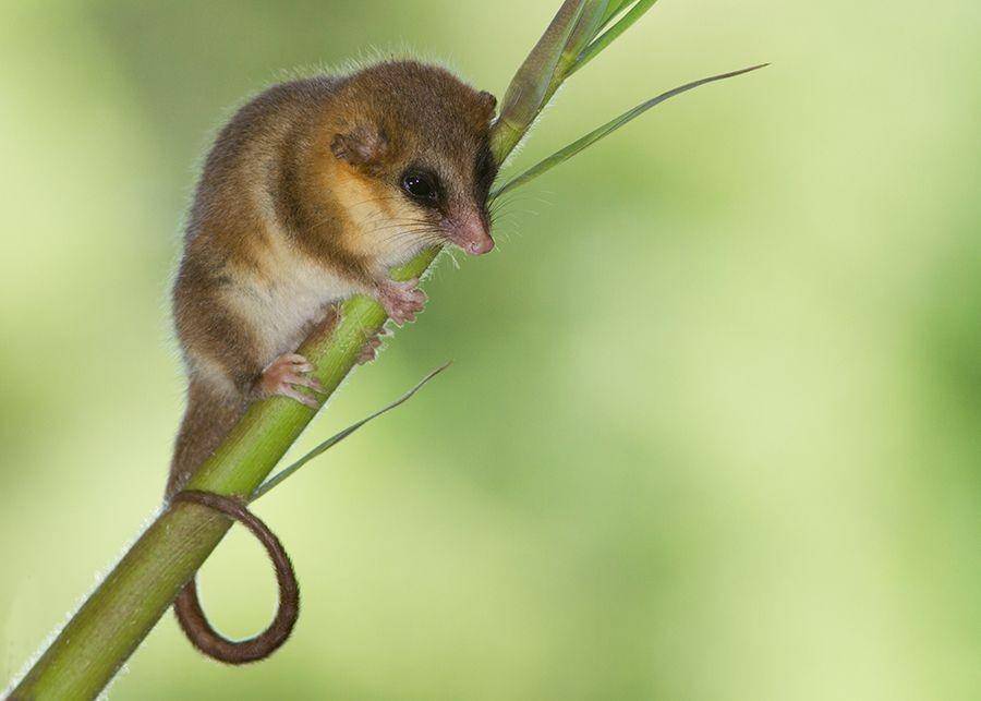 monito del monte (pinterest.com)