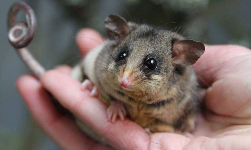 possum kecil pegunungan (theguardian.com)