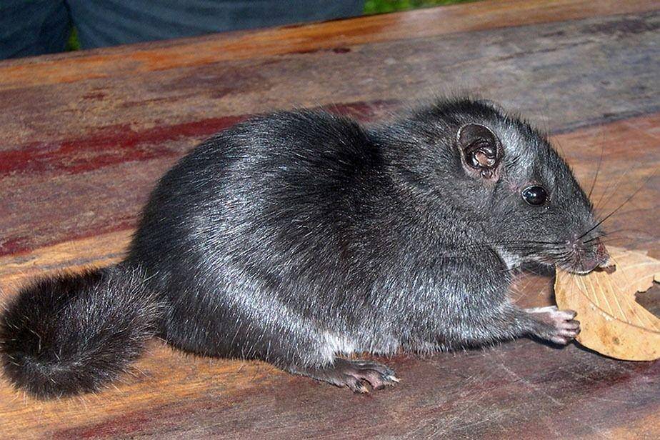 tikus batu Laos (ainawgsd.tumblr.com)
