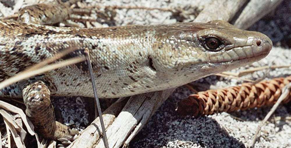 terror skink (iflscience.com)