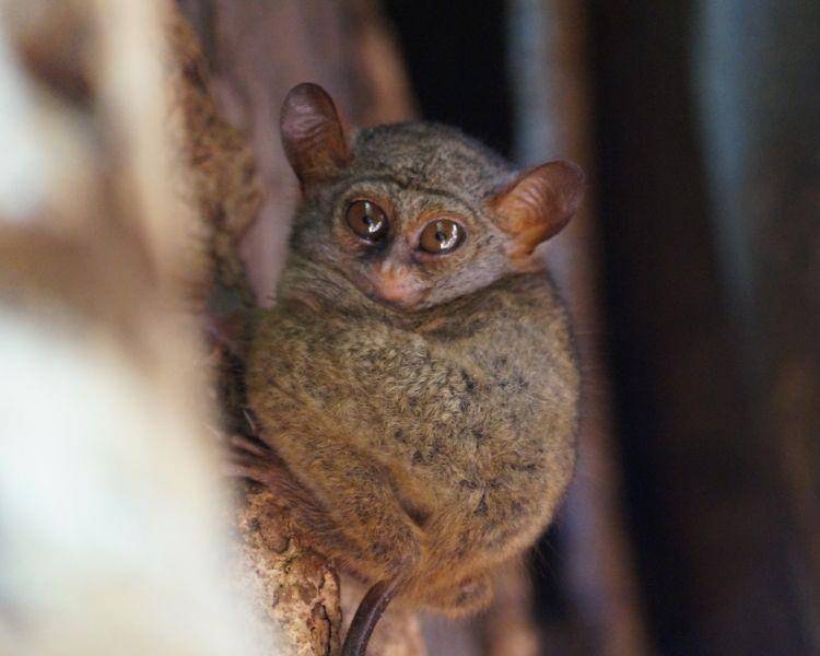 tarsius kerdil (animalia.bio)